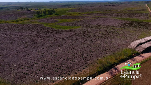DOS EÓLICOS VIRA P FAZENDA_Moment.00_00_22_17.Quadro309_a8a51c7e027f7ab66839413846219e450116864c.jpg